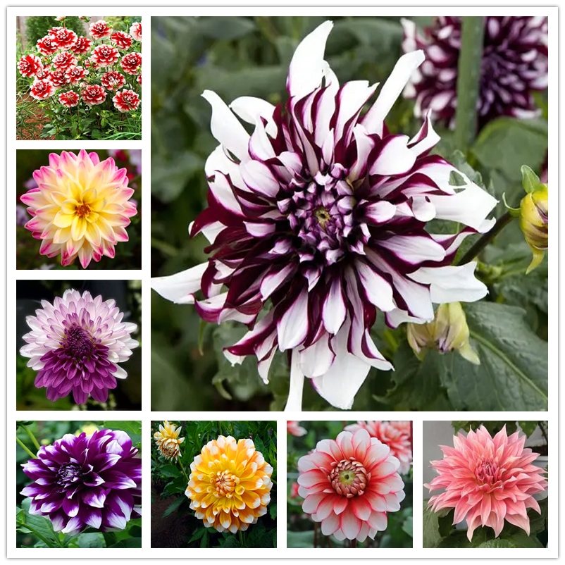 50 Pcs Precious Flower Plant Seeds Rainbow Dahlia Indoor Bonsai Flowers Seed Colorful Double Blooms Dahlia for Home Garden Planting Easy To Survive
50 Pcs Precious Flower Plant Seeds Rainbow Dahlia Indoor Bonsai Flowers Seed Colorful Double Blooms Dahlia for Home Garden Planting Easy To Survive