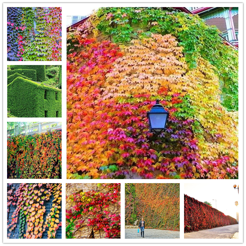 100 Pcs/ Lot Flower Seeds Bonsai Boston Ivy Plants Seed Outdoor Natural Growth Potted Virginia Creeper Aromatic Creepers for Park Garden Ornamental Green Plants
100 Pcs/ Lot Flower Seeds Bonsai Boston Ivy Plants Seed Outdoor Natural Growth Potted Virginia Creeper Aromatic Creepers for Park Garden Ornamental Green Plants