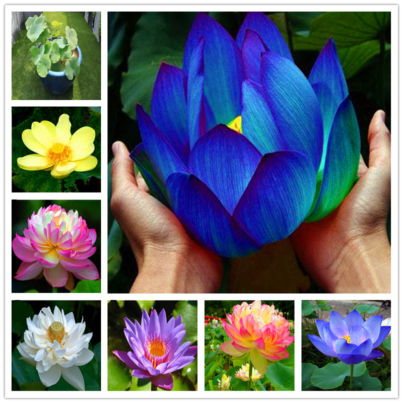 Flower Seeds Wholesale New Varieties Blue Lotus Ornamental Plant Seeds Nature Growth Multicolour Water Lilies Candock Lotos Seed 3 Pcs/Bag
Flower Seeds Wholesale New Varieties Blue Lotus Ornamental Plant Seeds Nature Growth Multicolour Water Lilies Candock Lotos Seed 3 Pcs/Bag