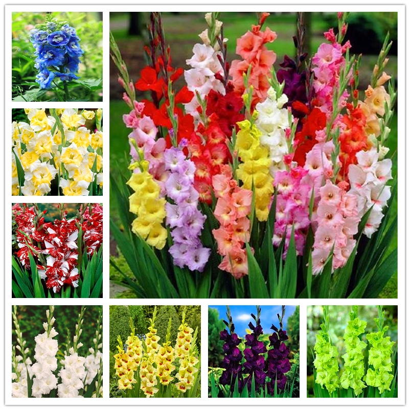 Nature Plants Seed Colorful Gladiolus Flower Seeds 50 Pcs/Bag Bonsai Tuberose Dahlia Lilies Gladioli African Chrysanthemum Adenium obesum Rose Seeds Wholesale
Nature Plants Seed Colorful Gladiolus Flower Seeds 50 Pcs/Bag Bonsai Tuberose Dahlia Lilies Gladioli African Chrysanthemum Adenium obesum Rose Seeds Wholesale