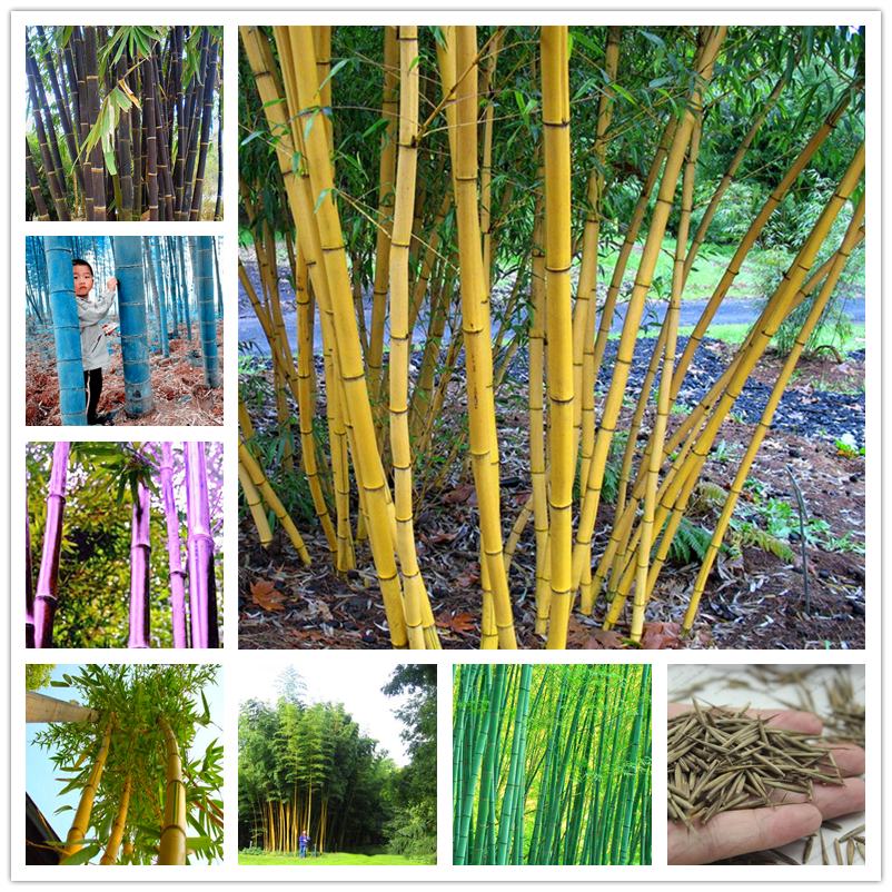 Ornamental Plant Seeds Nature Growth Bamboo Seed Perennial Rare Giant Moso Bamboo Bambu Garden Park Urban Landscaping Plants 32 Pcs/Bag
Ornamental Plant Seeds Nature Growth Bamboo Seed Perennial Rare Giant Moso Bamboo Bambu Garden Park Urban Landscaping Plants 32 Pcs/Bag