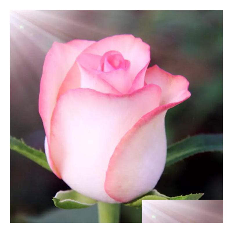 Wedding Flowers Colorf Rainbow Mix Color Easygrowing Diy Perennial Plant Flower Seeds Bonsai Bloom From Rose 100 Pieces Drop Deliver Dhuel
Wedding Flowers Colorf Rainbow Mix Color Easygrowing Diy Perennial Plant Flower Seeds Bonsai Bloom From Rose 100 Pieces Drop Deliver Dhuel