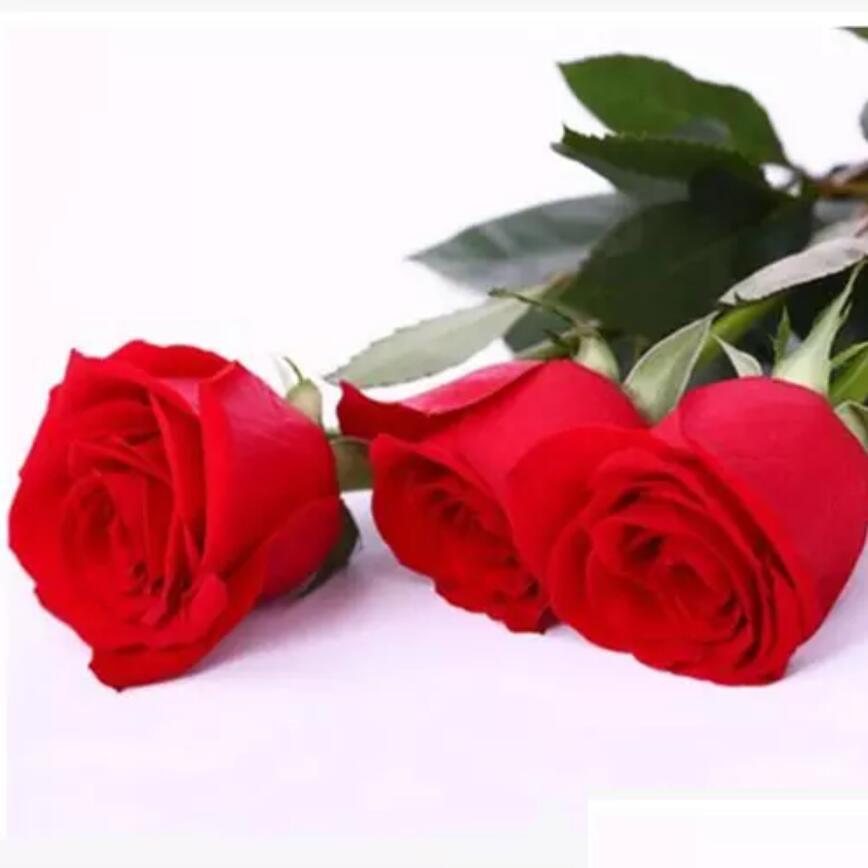 Wedding Flowers Latest Rose Flower Seeds Mixed Colorf Garden 100 Piece Per Package Home Plants Fast Drop Delivery Party Events Suppli Dh5I1
Wedding Flowers Latest Rose Flower Seeds Mixed Colorf Garden 100 Piece Per Package Home Plants Fast Drop Delivery Party Events Suppli Dh5I1