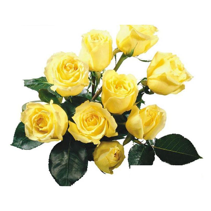 Wedding Flowers Rose Seeds Colourf Rainbow Purple Red Black White Pink Yellow Green Blue 100Pcs/Bag Drop Delivery Party Events Suppli Dhdmr
Wedding Flowers Rose Seeds Colourf Rainbow Purple Red Black White Pink Yellow Green Blue 100Pcs/Bag Drop Delivery Party Events Suppli Dhdmr