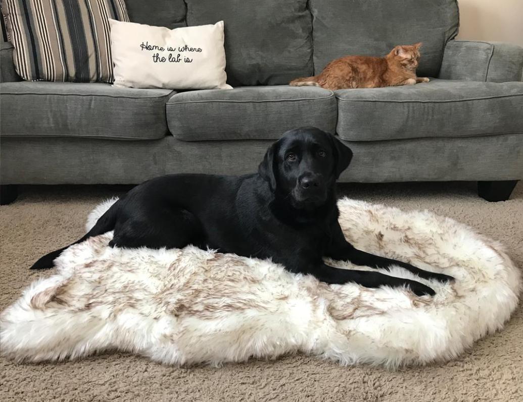 Tyteps Faux Fur Orthopedic Dog Bed Curve White Dog Rug For Big Medium Small Puppys Support Dropping 2011243448784, 108x63
Tyteps Faux Fur Orthopedic Dog Bed Curve White Dog Rug For Big Medium Small Puppys Support Dropping 2011243448784, 108x63