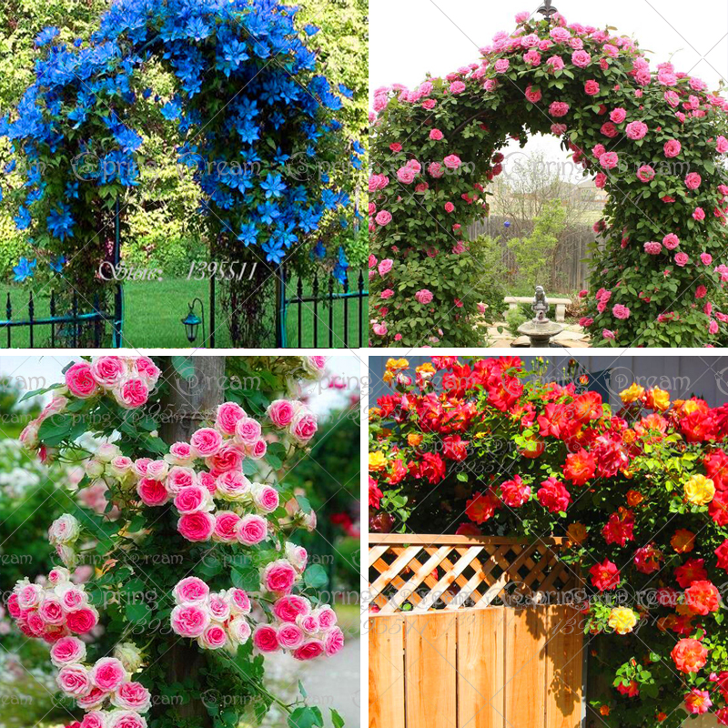 200pcs/Bag Rare Mixed Colors Rose Tree seeds Garden Rainbow Bonsai Flower Plants Balcony Plant Home Garden supplie tools
200pcs/Bag Rare Mixed Colors Rose Tree seeds Garden Rainbow Bonsai Flower Plants Balcony Plant Home Garden supplie tools