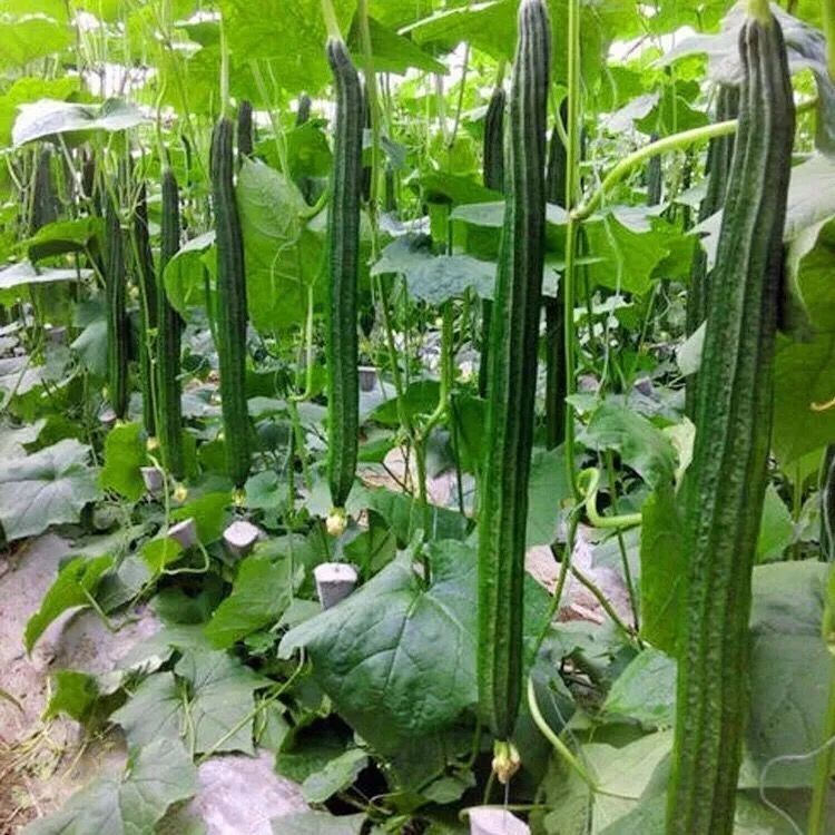 10PCS " Luffa " Vegetable seeds bonsai Plants Semillas Selected sementes for Garden decoration - towel gourd sponge - Xiangua
10PCS " Luffa " Vegetable seeds bonsai Plants Semillas Selected sementes for Garden decoration - towel gourd sponge - Xiangua