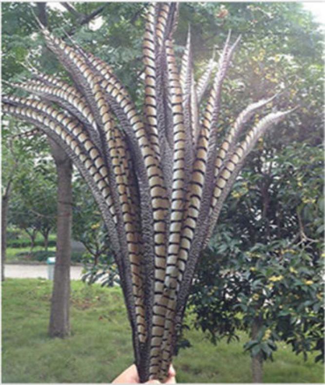 Whole natural pheasant tail feathers 10 pcs 10110 cm 444 inches Festival and party supplies gt gt celebration party su7359837
Whole natural pheasant tail feathers 10 pcs 10110 cm 444 inches Festival and party supplies gt gt celebration party su7359837