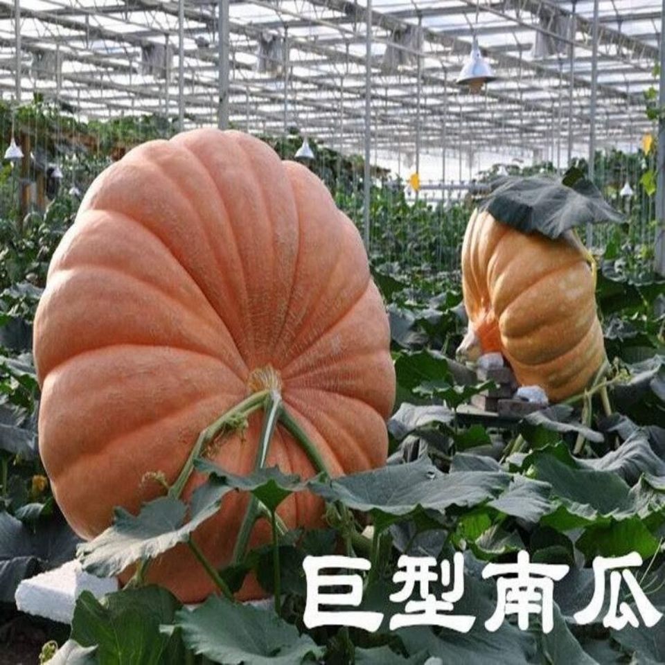 10PCS "Giant Pumpkin " Vegetable seeds bonsai Plants Semillas Selected sementes for Garden decoration
10PCS "Giant Pumpkin " Vegetable seeds bonsai Plants Semillas Selected sementes for Garden decoration
