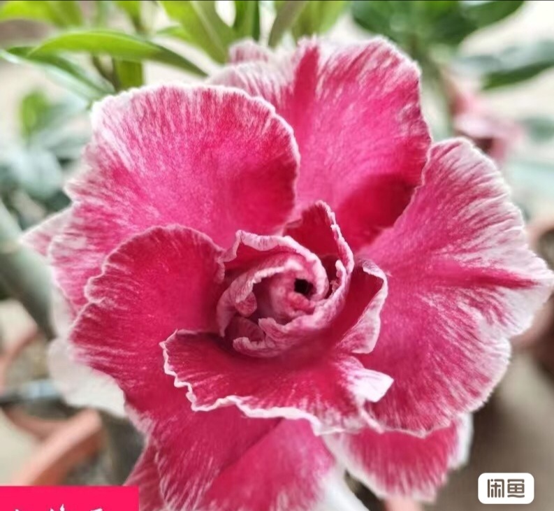 " Desert Rose - Adenium obesum " flower seeds Garden decoration Semillas Selected sementes AO0178
" Desert Rose - Adenium obesum " flower seeds Garden decoration Semillas Selected sementes AO0178