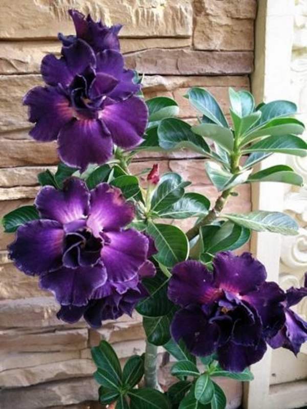 " Desert Rose - Adenium obesum " flower seeds Garden decoration Semillas Selected sementes AO0162
" Desert Rose - Adenium obesum " flower seeds Garden decoration Semillas Selected sementes AO0162