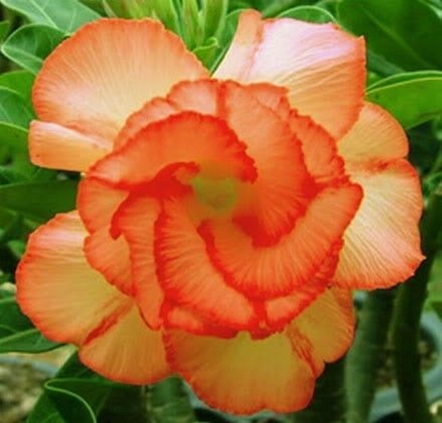 " Desert Rose - Adenium obesum " flower seeds Garden decoration Semillas Selected sementes AO0160
" Desert Rose - Adenium obesum " flower seeds Garden decoration Semillas Selected sementes AO0160