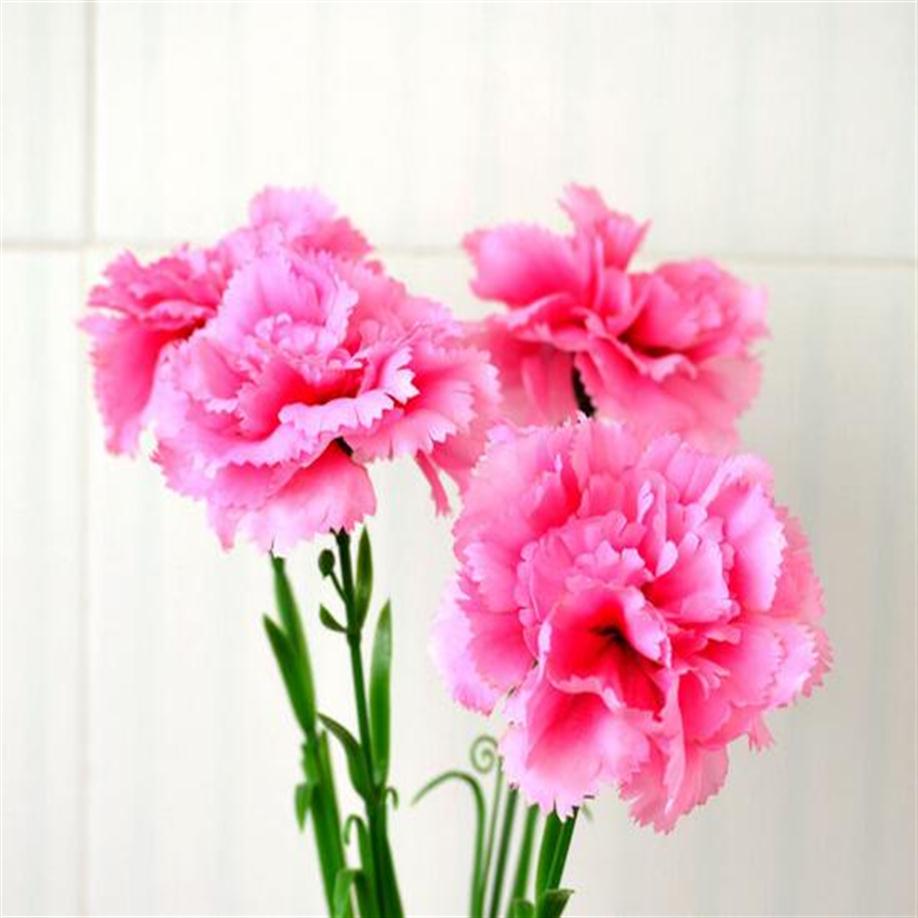 Simulation flower simulation carnation single fruit flower carnations gift 50pcs lot307q, Photo color
Simulation flower simulation carnation single fruit flower carnations gift 50pcs lot307q, Photo color