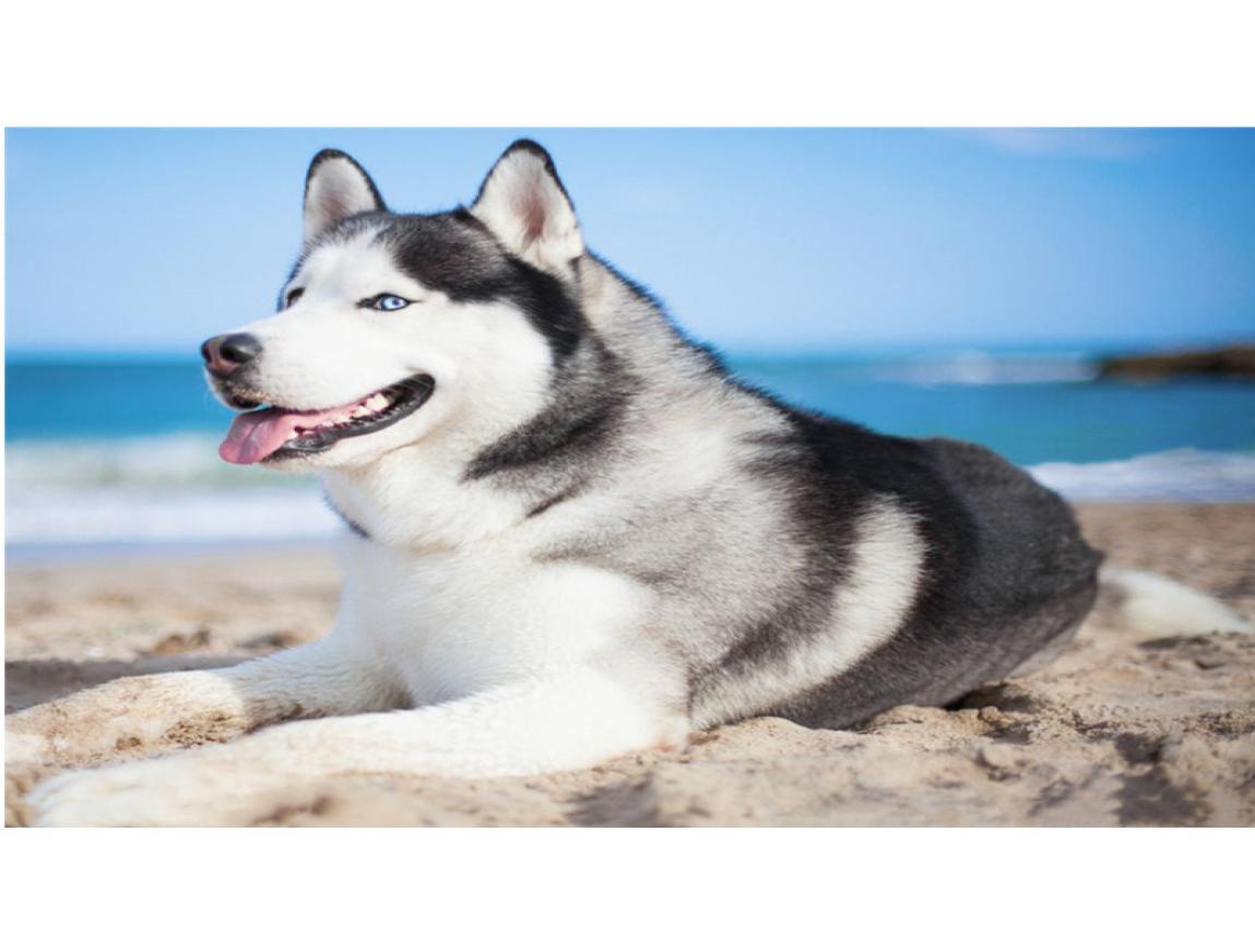DIY 5D Diamond Painting Husky Dog Full Round Diamond Mosaic Home Decoration Embroidery Animal Pattern Embroidery Handmade Gift
DIY 5D Diamond Painting Husky Dog Full Round Diamond Mosaic Home Decoration Embroidery Animal Pattern Embroidery Handmade Gift