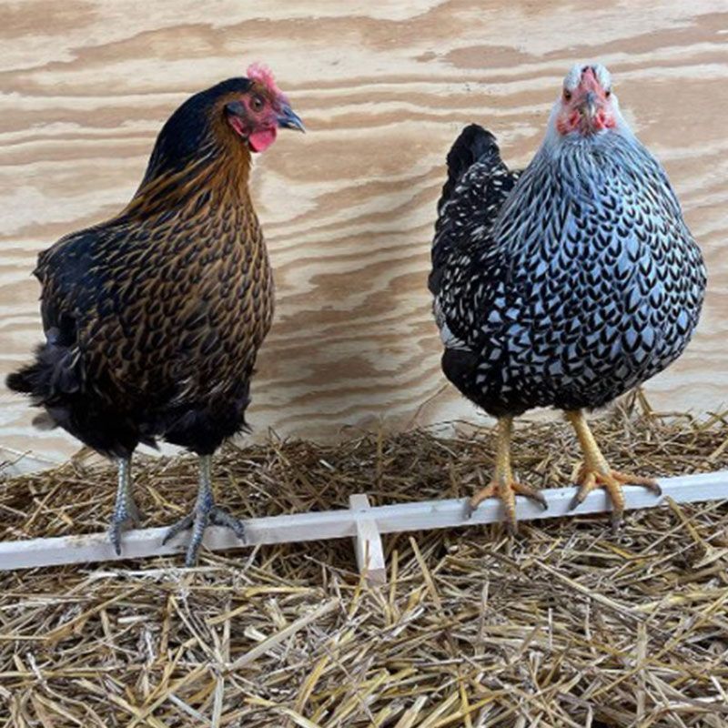 Other Pet Supplies Parrot Shelf Lightweight Balancing Standing Frame Nonslip Chicken Frame Wood for catching chewing playing 221122