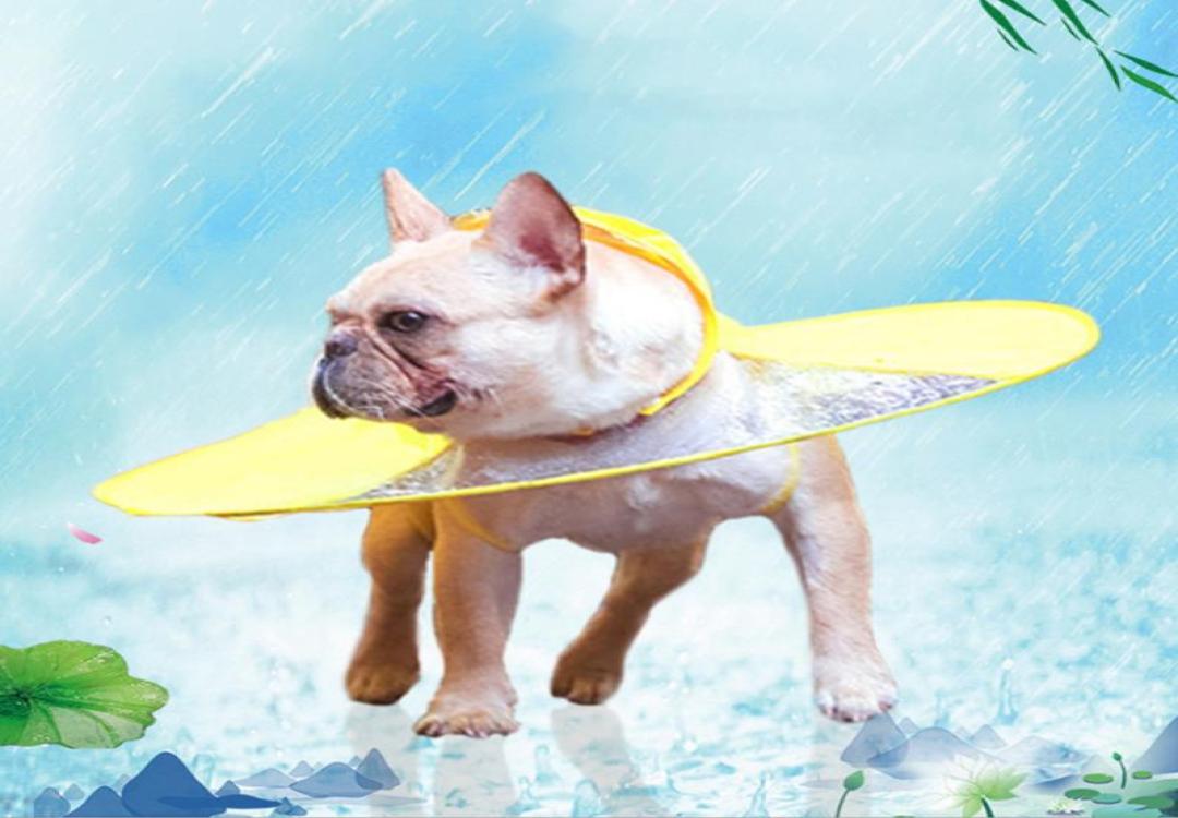 Dog Apparel Raincoat Interesting Umbrella Cloak For Dogs Cute Waterproof Small Medium Transparent Pet Coat, Blue
Dog Apparel Raincoat Interesting Umbrella Cloak For Dogs Cute Waterproof Small Medium Transparent Pet Coat, Blue