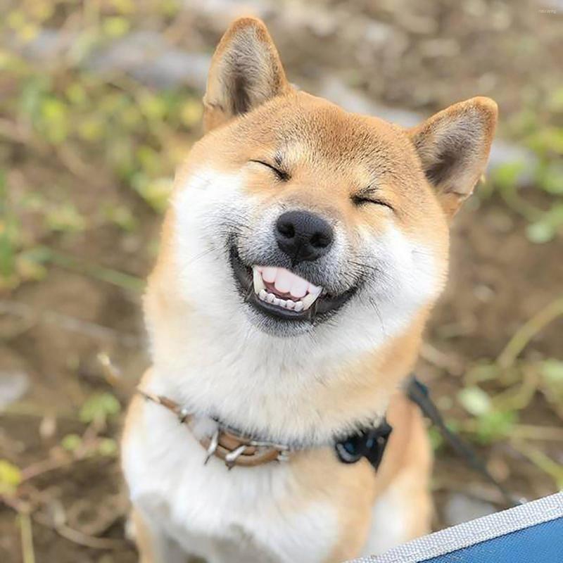 Apparel Dog False Teeth For Funny Dentures Pet Decorating Supplies Halloween Cosplay Humans And Vampires Toys Tricky Decoration