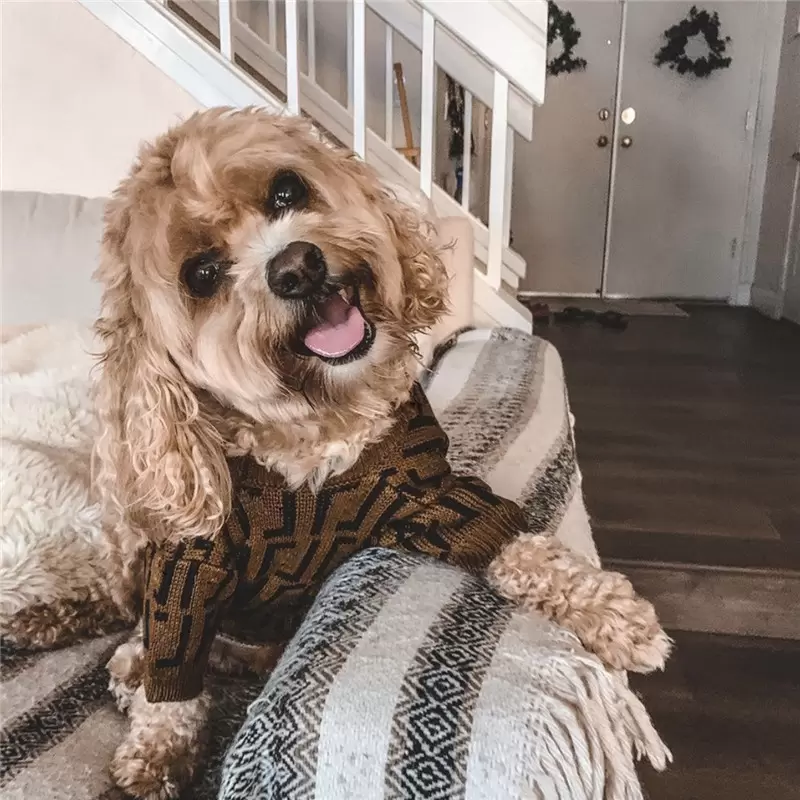 Quality Pet Coat Designer Dog Clothes Cute Puppy Sweaters Letter Luxury Dogs Clothing Pets Apperal Warm Sweater For Large Dog Outfit, Brown
Quality Pet Coat Designer Dog Clothes Cute Puppy Sweaters Letter Luxury Dogs Clothing Pets Apperal Warm Sweater For Large Dog Outfit, Brown
