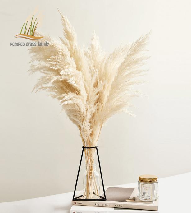 Pampas Grass Decor White Color Fluffy Natural Dried Flowers Bleached Bouquet Boho Vintage Style for Wedding Home Christmas Decor 2
Pampas Grass Decor White Color Fluffy Natural Dried Flowers Bleached Bouquet Boho Vintage Style for Wedding Home Christmas Decor 2