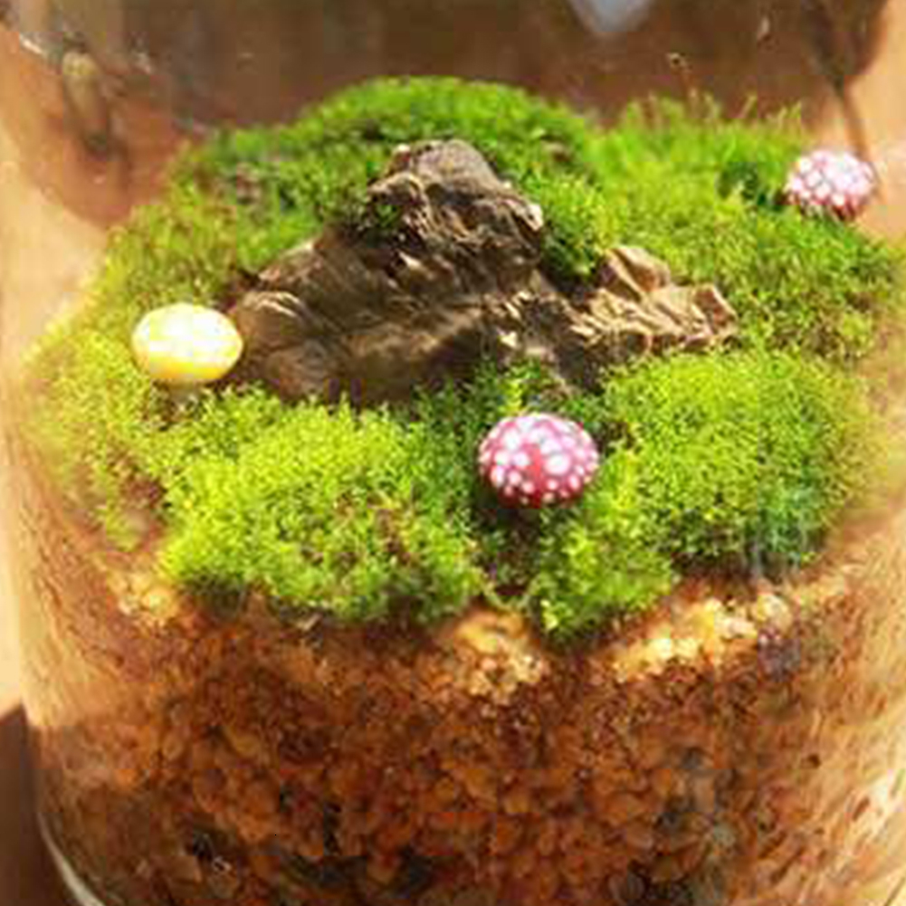 Garden Decorations 4 Styles Natural Moss Accessories Living Moss Live Cushion Reptile Terrarium Bonsai Decor Natural Forest Carpet Garden Decor 221126