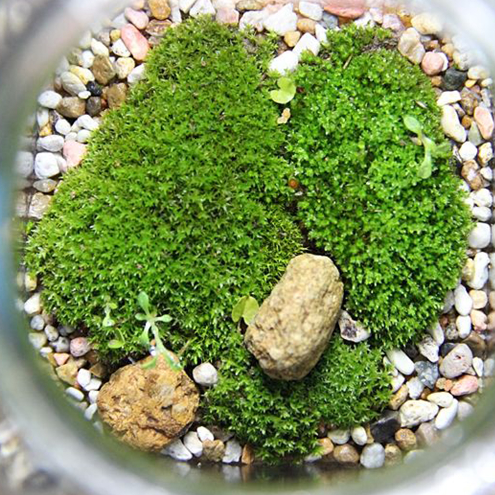 Garden Decorations 4 Styles Natural Moss Accessories Living Moss Live Cushion Reptile Terrarium Bonsai Decor Natural Forest Carpet Garden Decor 221126