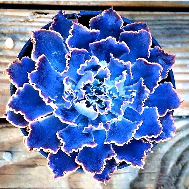 100Pcs Mix Succulent Seeds Exotic MultiColor Fleshy Lotus Lithops Pseudotruncatella Bonsai Plants Seeds for Home Garden Flower Pots Planters
100Pcs Mix Succulent Seeds Exotic MultiColor Fleshy Lotus Lithops Pseudotruncatella Bonsai Plants Seeds for Home Garden Flower Pots Planters