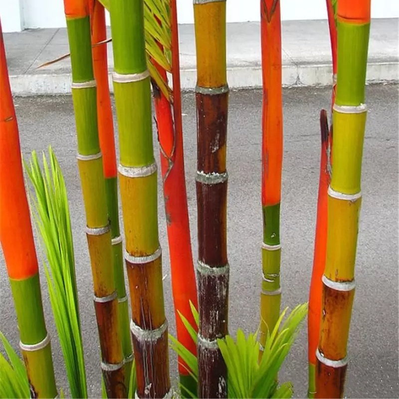 Hot selling 30 Pcs Bamboo Seed High germination rate Rare Giant Moso Bamboo Bambu Bambusa Lako Tree Seeds for Home Garden DIY Potted Plant
Hot selling 30 Pcs Bamboo Seed High germination rate Rare Giant Moso Bamboo Bambu Bambusa Lako Tree Seeds for Home Garden DIY Potted Plant