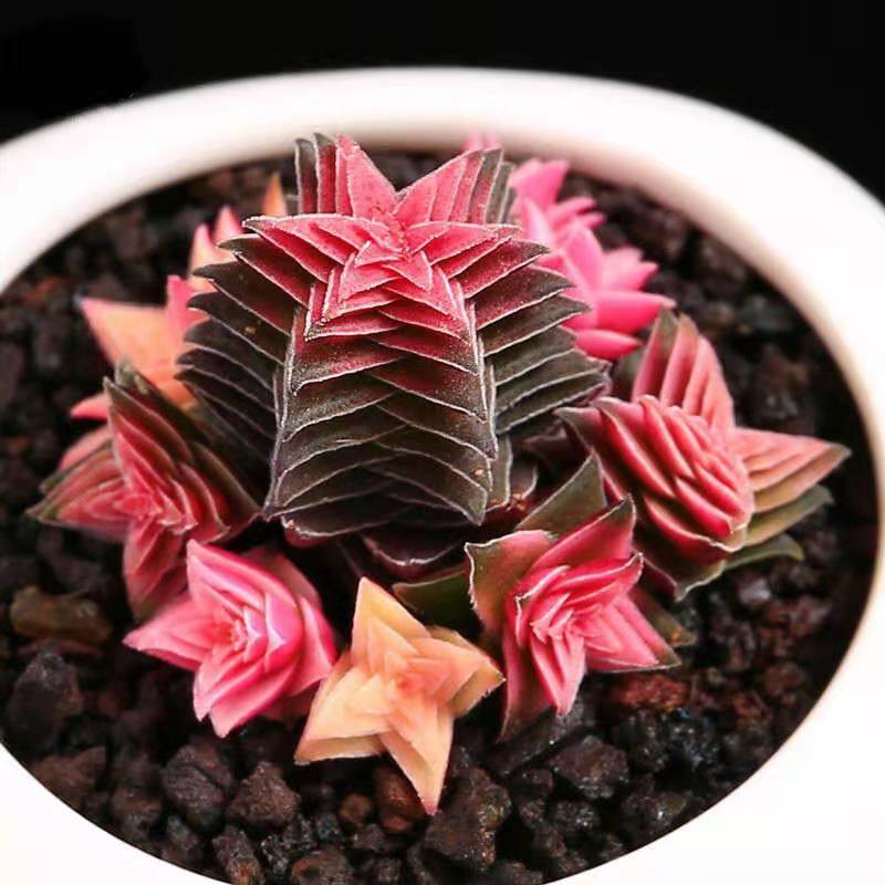 50PCS " Xizhitajing " Succulent plants seeds Garden decoration Semillas Selected sementes
50PCS " Xizhitajing " Succulent plants seeds Garden decoration Semillas Selected sementes