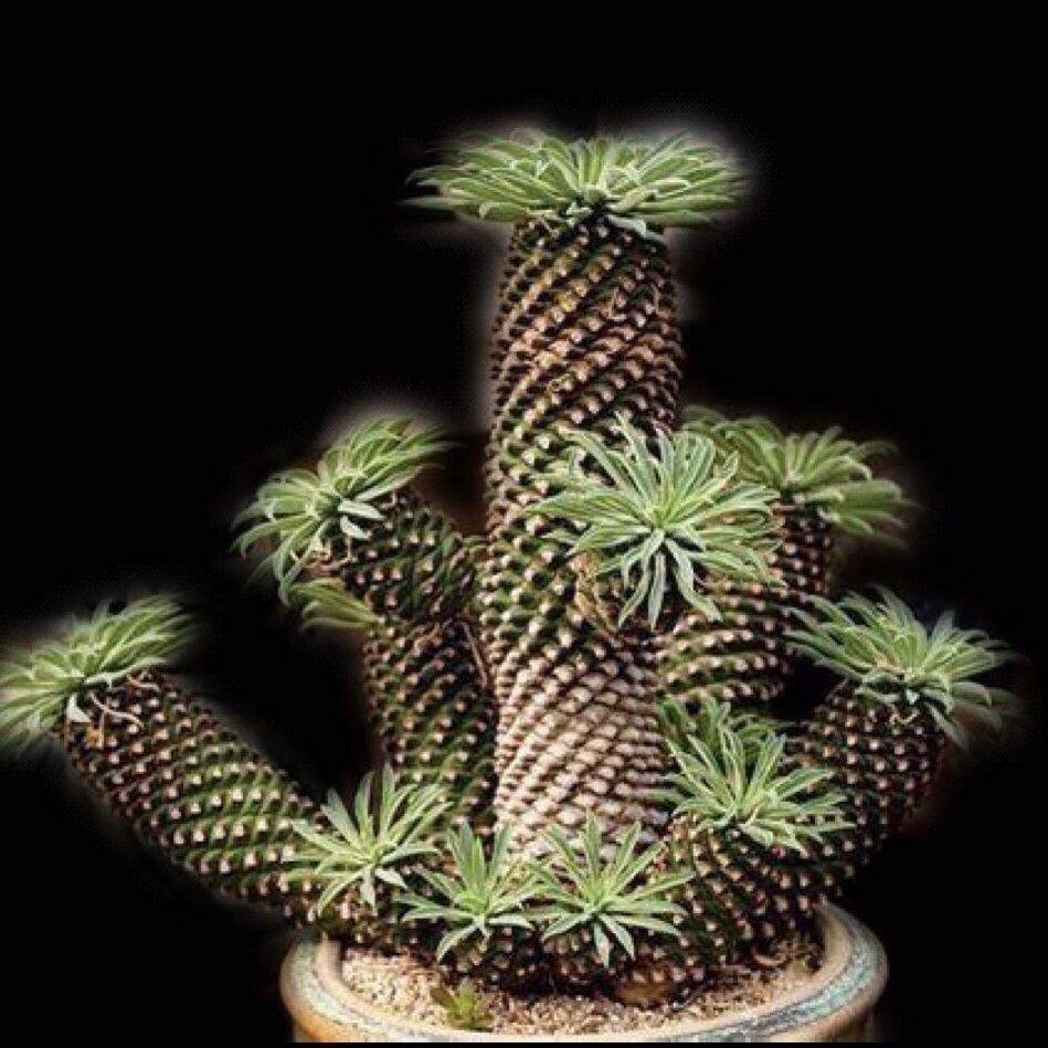 20PCS " Tiejiaqiling " Succulent Plants flower seeds Garden decoration Semillas Selected sementes
20PCS " Tiejiaqiling " Succulent Plants flower seeds Garden decoration Semillas Selected sementes