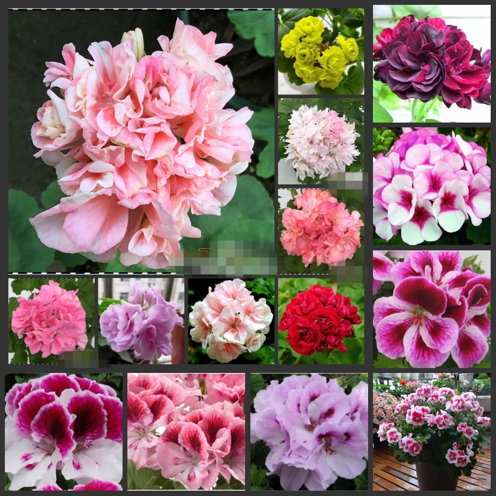 10PCS " Geranium " Bonsai flower seeds Garden decoration Semillas Selected sementes-Tianzhukui
10PCS " Geranium " Bonsai flower seeds Garden decoration Semillas Selected sementes-Tianzhukui