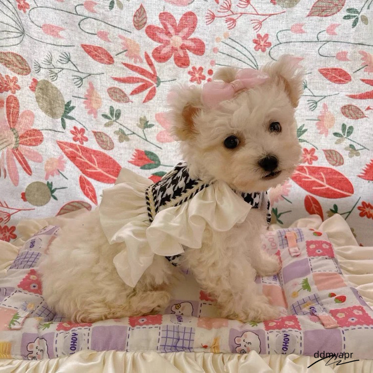 Princess Dog Harness With Leash Set, No Pull Adjustable Simple Magic Glue Puppy ddmyapr Pet Vest Harnesses Summer Pets Dress For Small Medium Dogs And