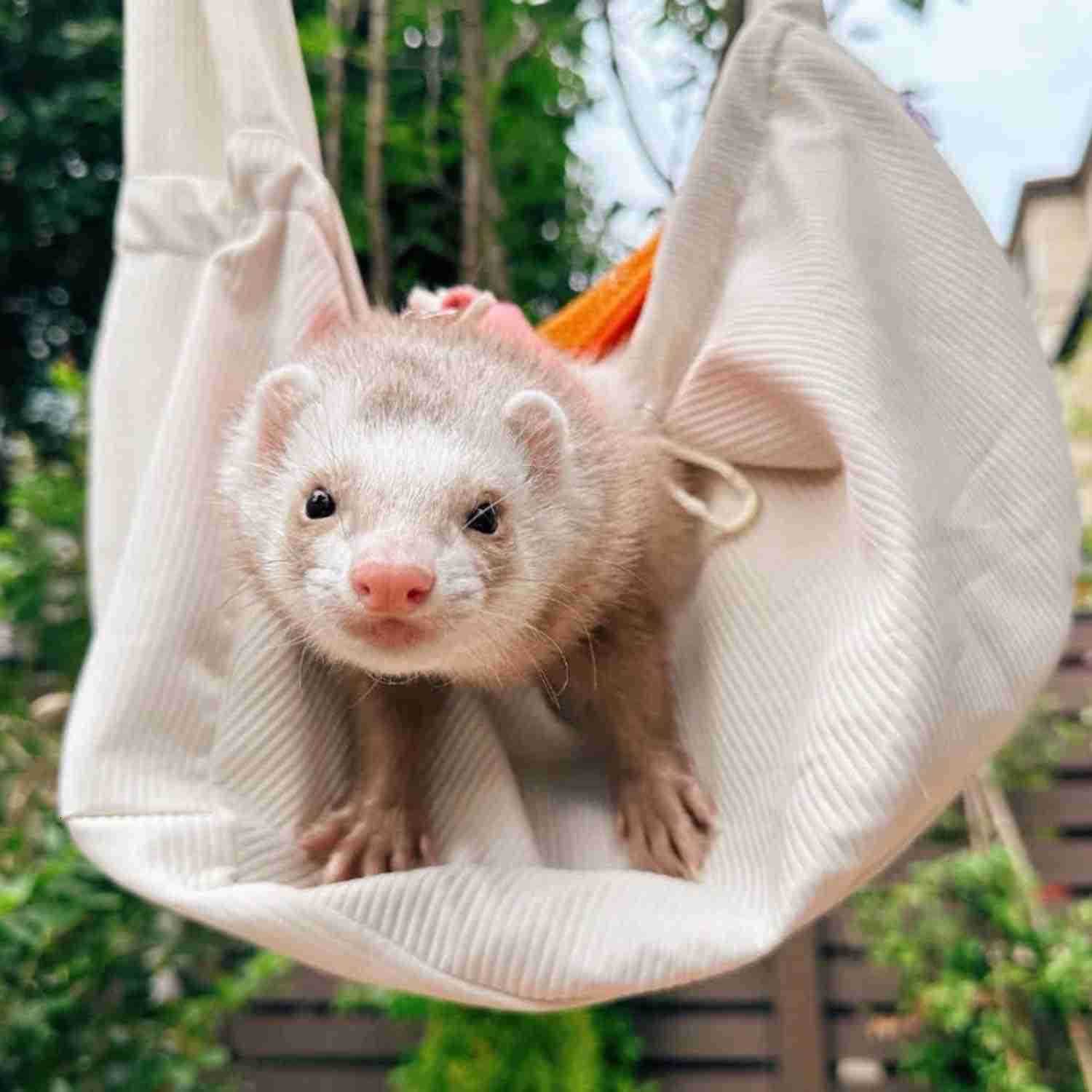 Carrier Pet Carrying Bag with Adjustable Strap Hands Free Shoulder Bag Crossbody Travel Slings Soft Small Animal Bonding Pouch Front Backpack for Ferr