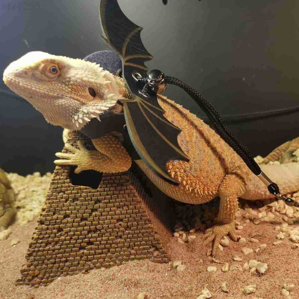 Backpack Carrier with Harness and Leash Set Small Animal Carrier Backpack Space Capsule Bubble Window Small Pet Carrier Backpack Airline ApprW250904