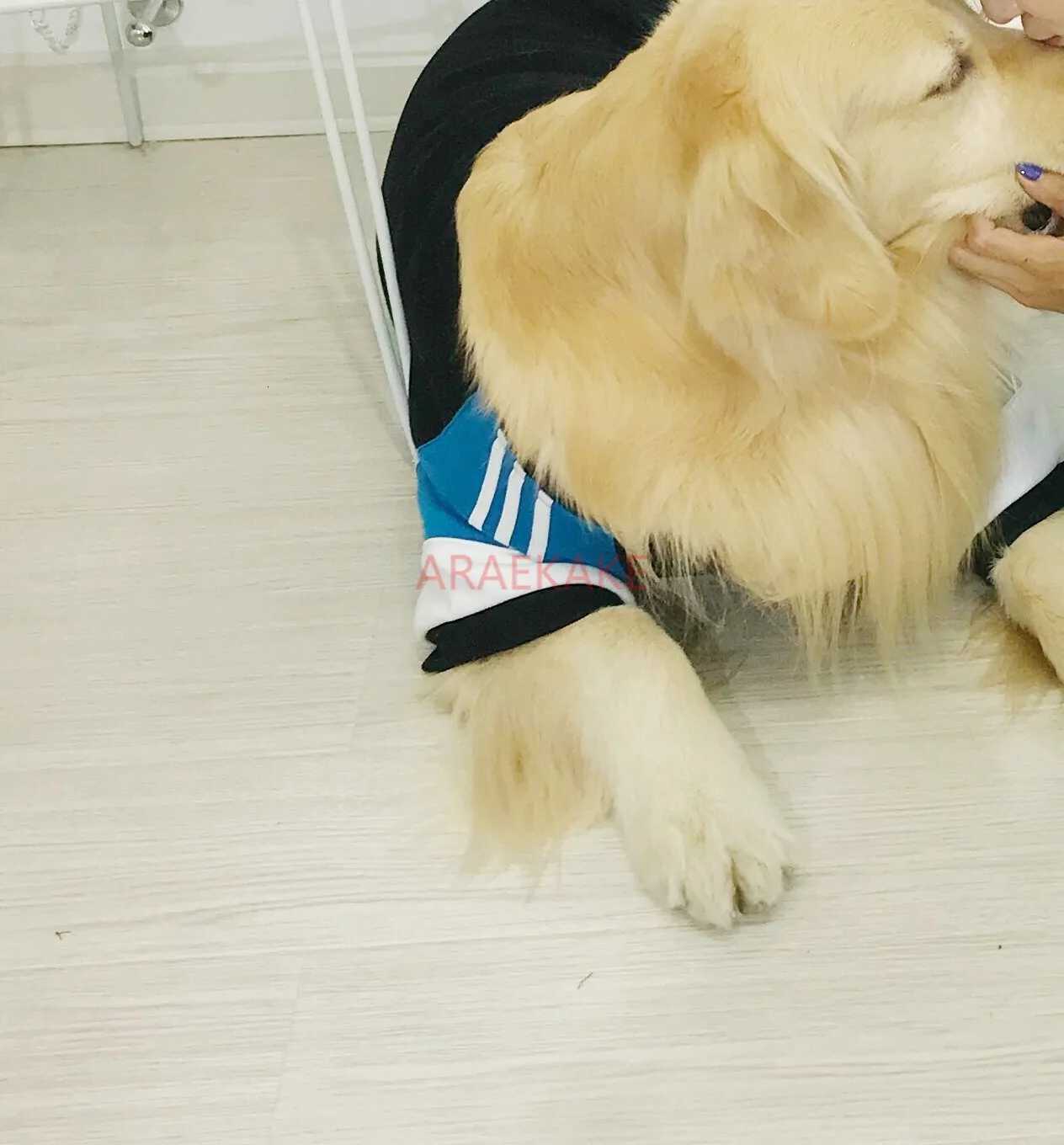 Large dog hoodie for autumn and winter pet coat big dog clothes W250904