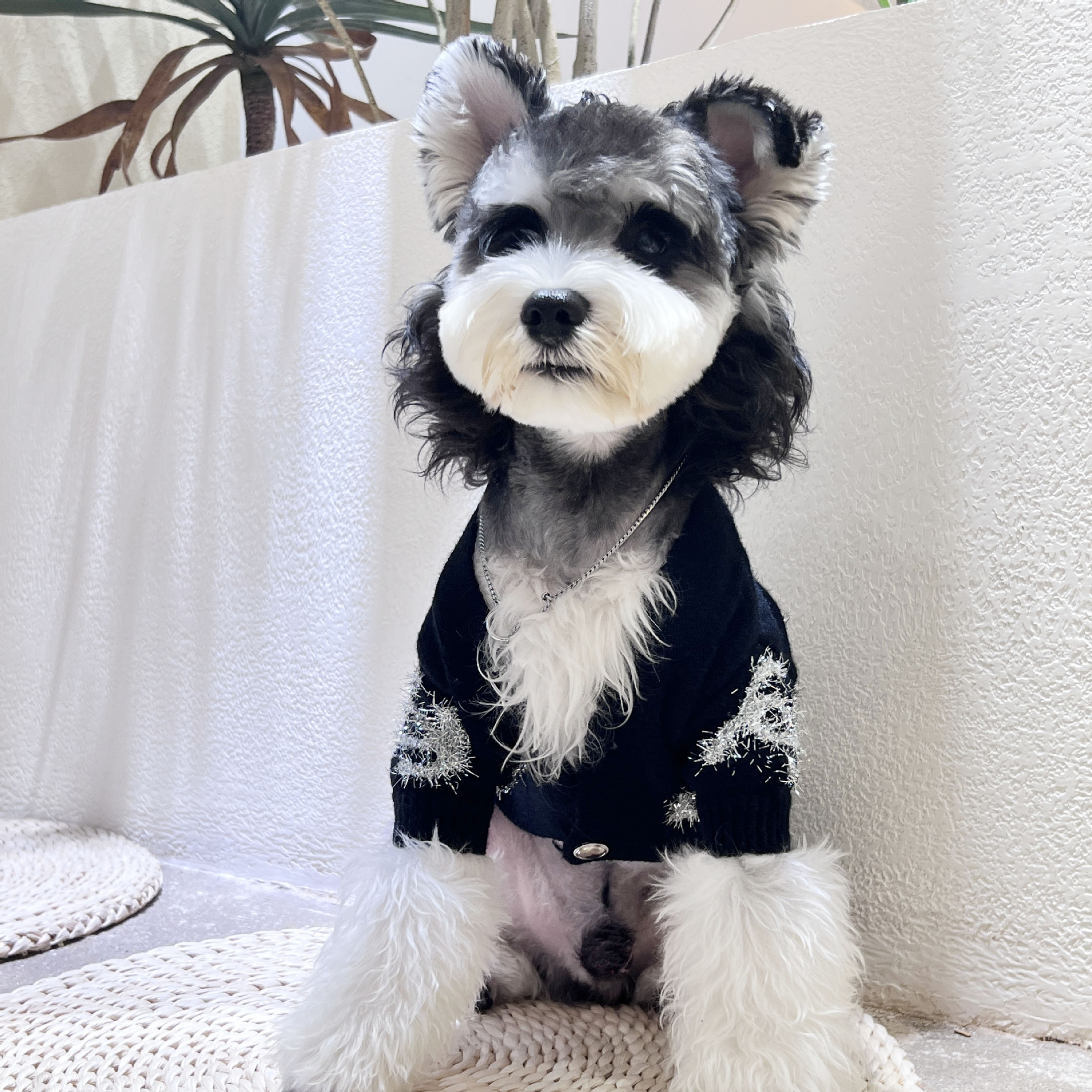 Autumn-Winter Essentials: Elegant Black Pet Apparel Featuring Trendy Designs