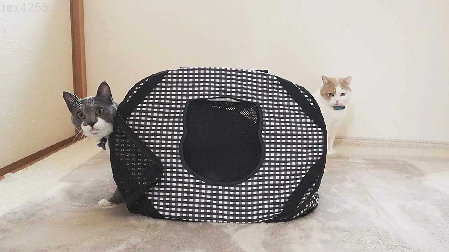 Cat Travel Carrier Collapsible Gray White for 2 Cats for Indoor Cats Small Medium Large CatsBlackW250904