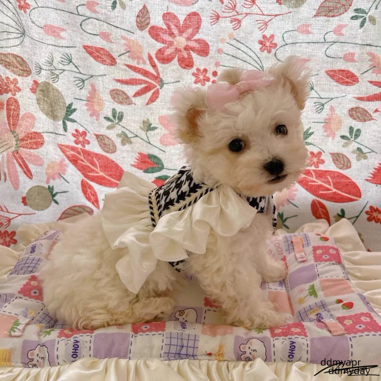 Princess Dog Harness With Leash Set, No Pull Adjustable Simple Magic Glue Puppy Pet Vest Harnesses Summer Pets Dress For Small Medium Dogs And ddmyday