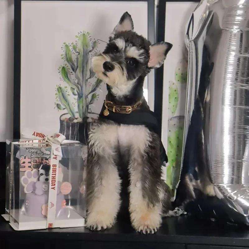 2025 new Designer Dog PU Leather Pretty Bling Dia Puppy Collar Crystal Sparkly Glitter Jewel Girls Cat Collars for Small Medium Pet Female Dogs Kitten