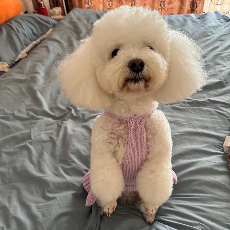 Designer Dog Clothes Luxury Dog Sweater Puppy Dress, Warm Pet Small Dogs Clothes Winter Rabbit Sweater Pets Sweatshirt Dogs Coat Cat Coats Kitten Dres