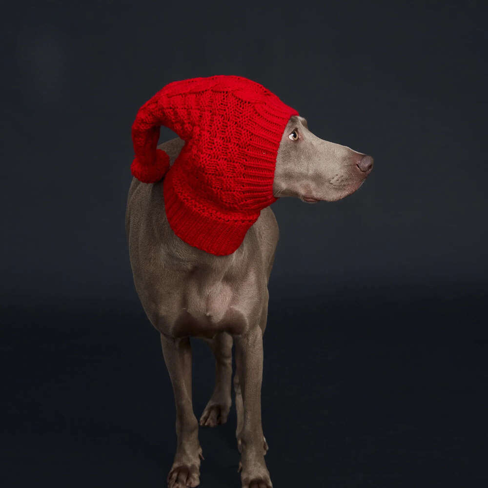 Italian Greyhound & Weimaraner: Cozy Red Knitted Pom-Pom Dog Hat in Waffle Pattern Free shipping