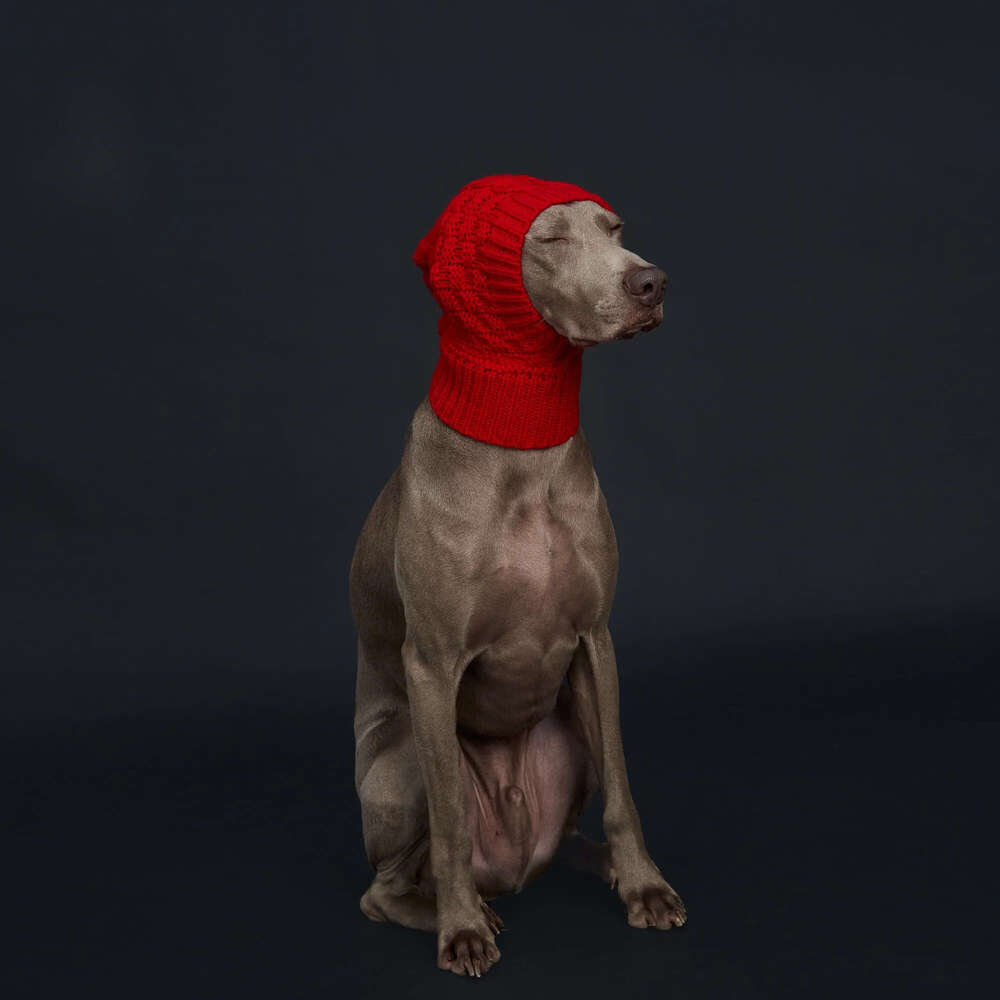 Italian Greyhound & Weimaraner: Cozy Red Knitted Pom-Pom Dog Hat in Waffle Pattern Free shipping