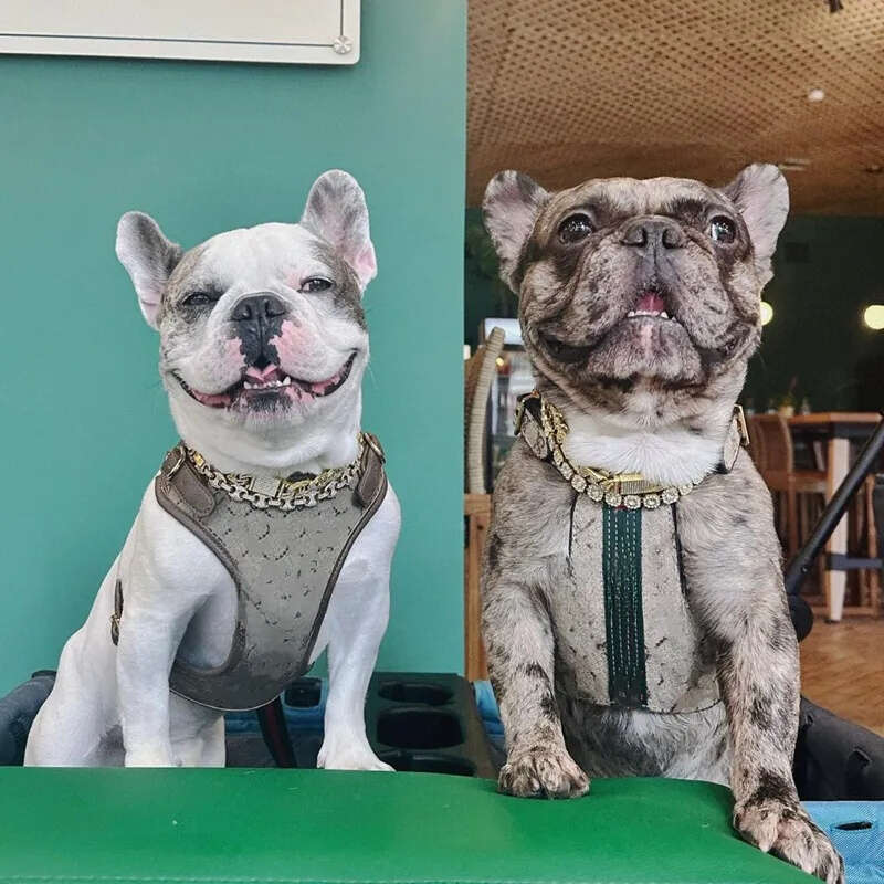 Designer Collar and Leash Set Classic Letter No Pull Dog Harness Soft Adjustable Luxurious Leather Step in Puppy Vest with Poop Bag Dispenser S B159 F