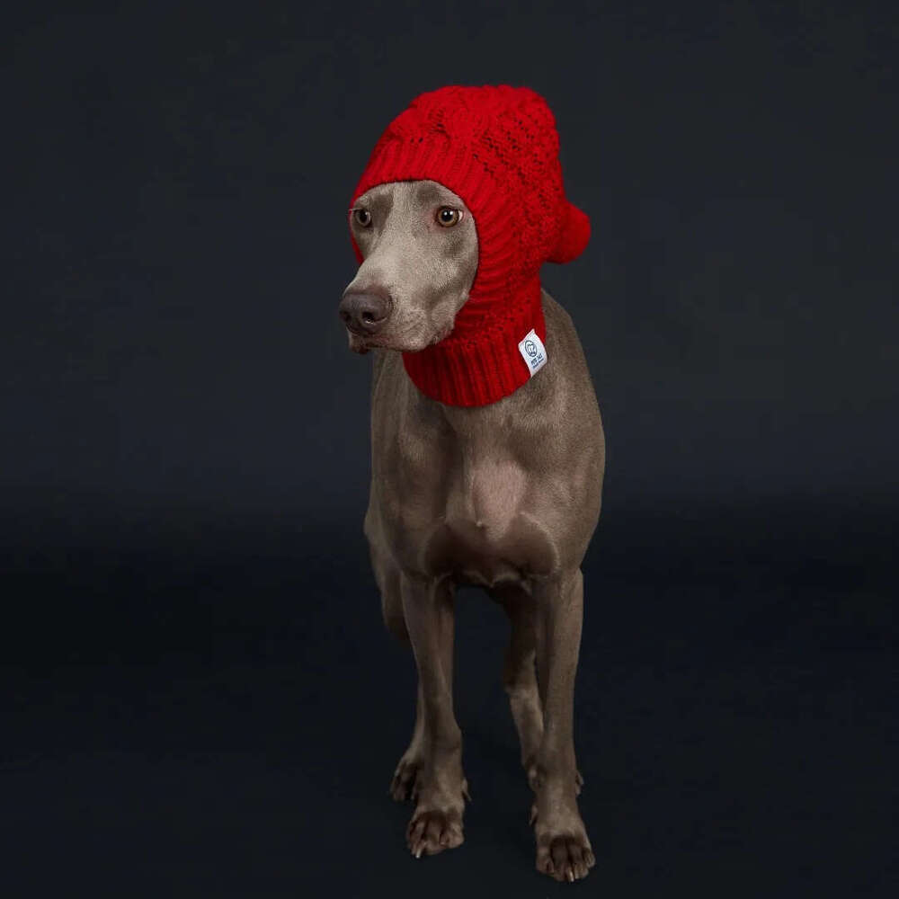 Italian Greyhound & Weimaraner: Cozy Red Knitted Pom-Pom Dog Hat in Waffle Pattern Free shipping