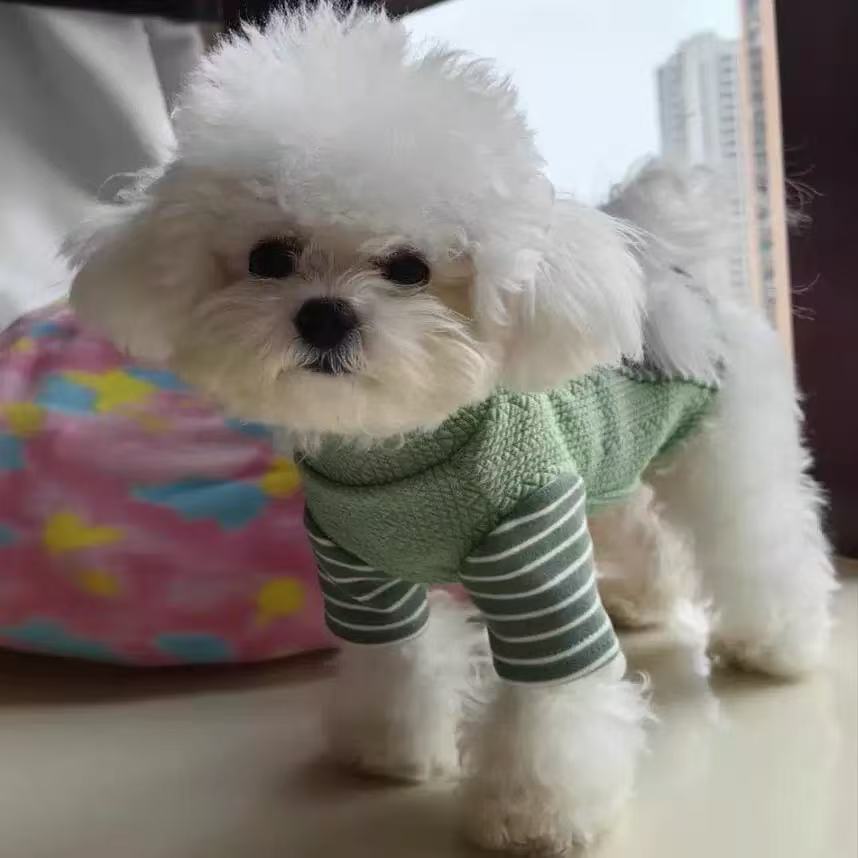 T1145 Pet cat Teddy Bichon dog clothes autumn and winter new D-shaped stitching sweatshirt comfortable and warm