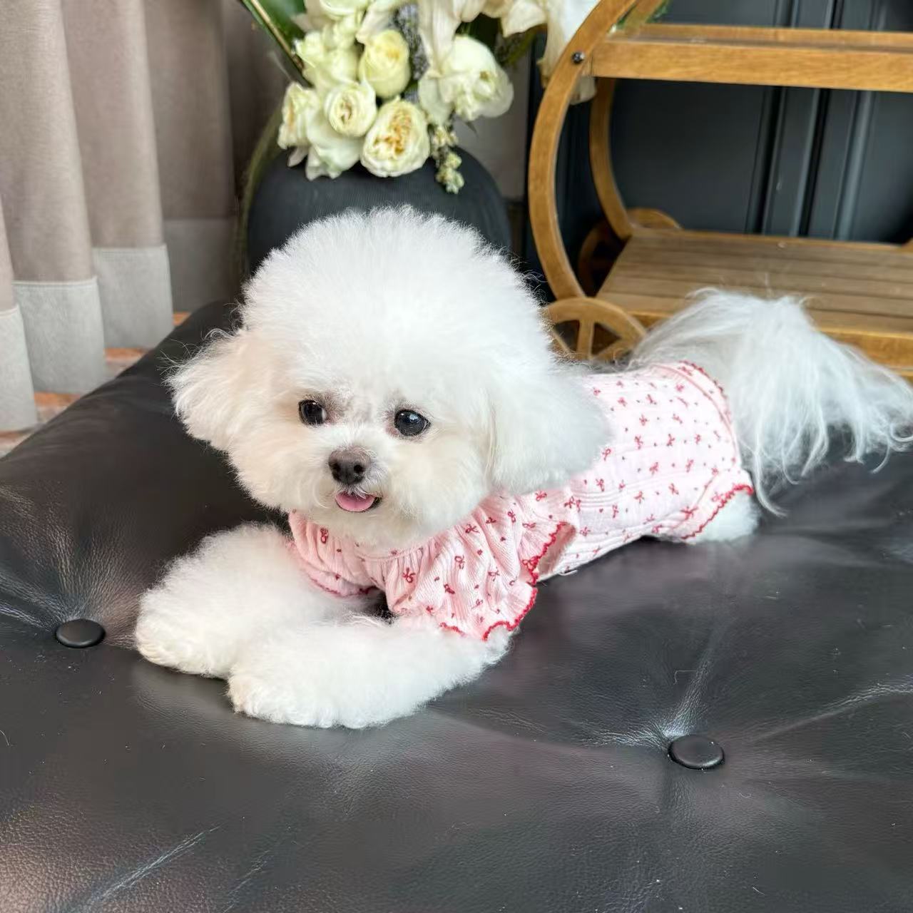 T1176 Five Little White Bears Pet Clothes Autumn and Winter New Plush Striped Cardigan Vest Dog Cat Traction Buckle Jacket