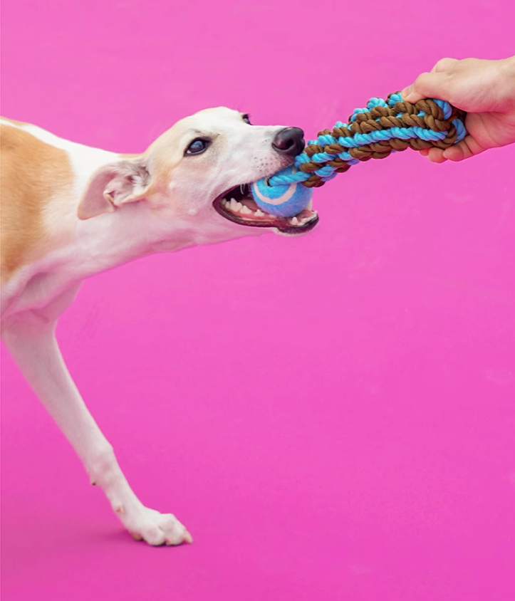 Long-lasting Teething Aid: Multi-functional K9 Cord Chewing Puzzle Game