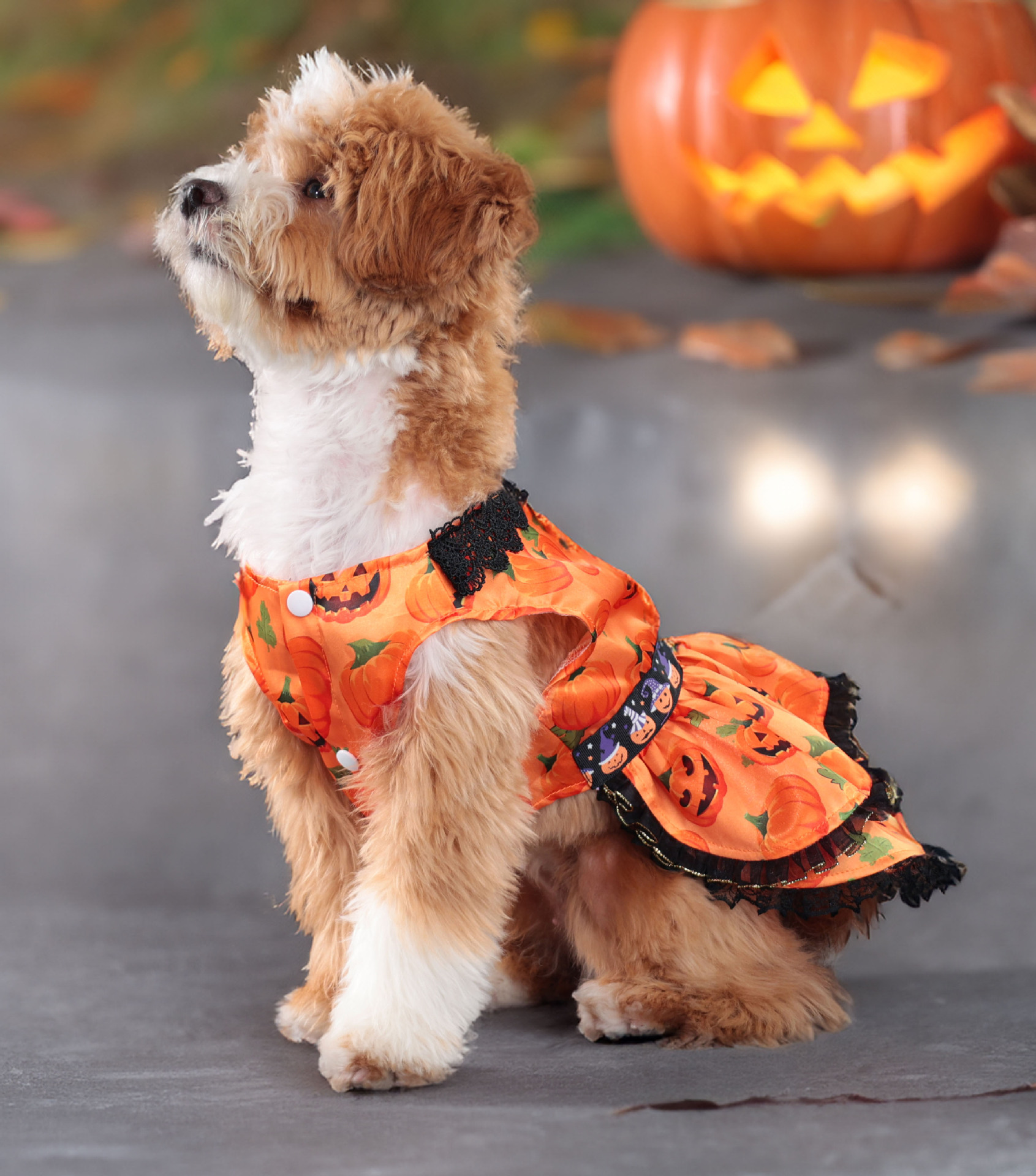 Halloween Pumpkin Print Dog Dress with Lace Trims, Festive Party Costume for Dogs, 4 Sizes (S-XL) for Dogs 2-14kg, Perfect for Halloween Parties, Them