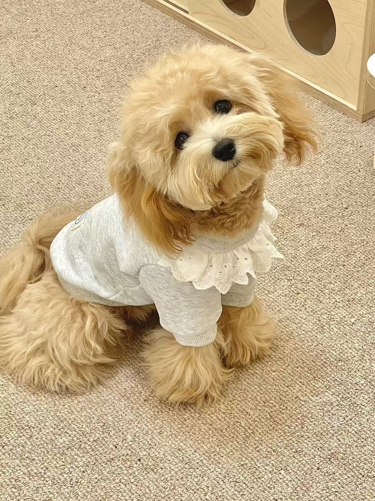 T1187 Autumn and winter clothes for small dogs, Teddy small dogs, pet cat princess cute warm shirt sweater fake two-piece