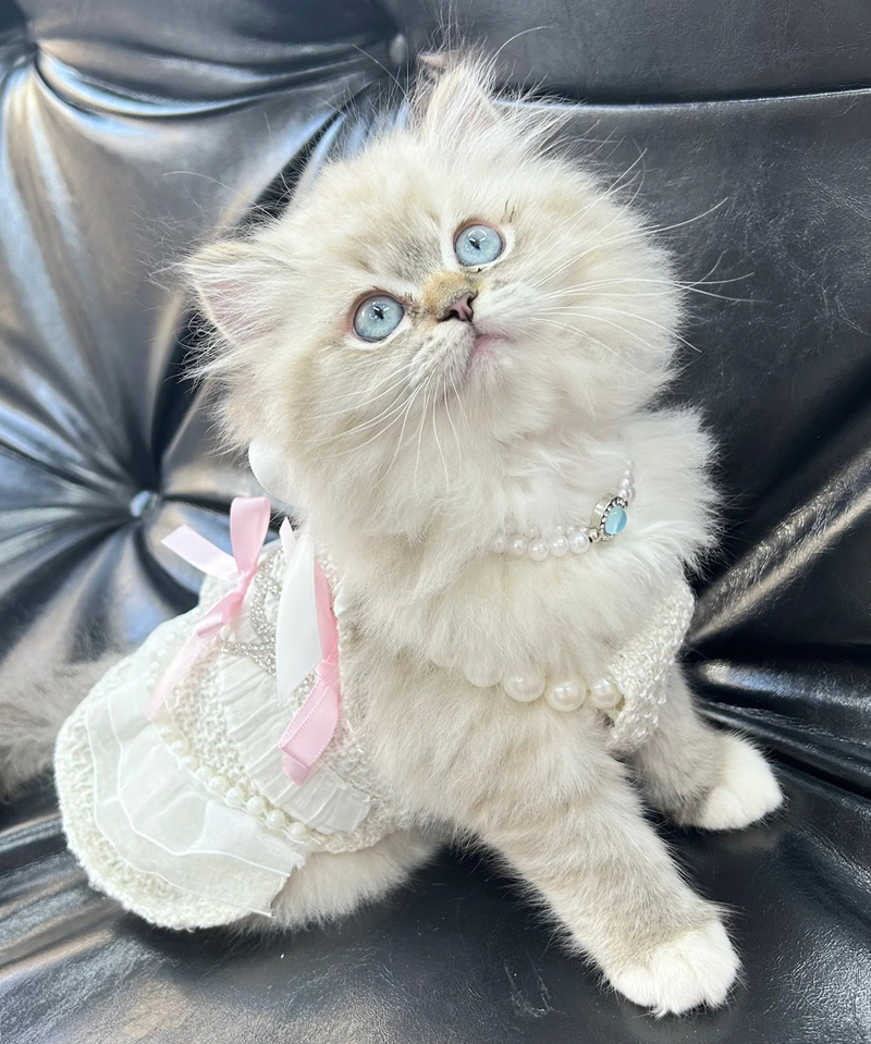 Luxry Pet Pearl Princess Dress with Rhinestone Baby Ruffled Tulle Elegant Gown for Small Dogs Maltese Bichon Yorkshire Terrier Ideal for Parties Weddi