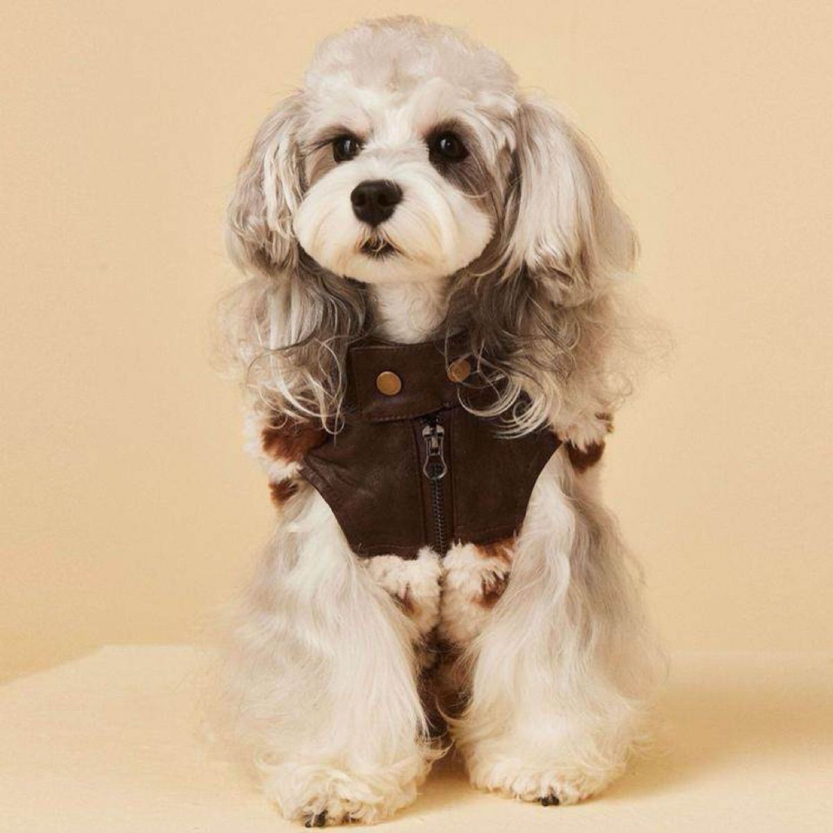 Designer Dog Clothes Pet Leather & Faux Fur Patchwork Jacket, Stylish Coat for Small Dogs (Maltese, Bichon, Yorkshire Terrier, Schnauzer), Ideal for A